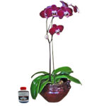 Orquídea Phalaenopsis Guinda