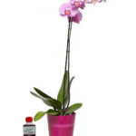 Planta de Orquídea Lila