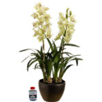 Orquídea Cymbidium Blanca