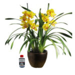 Orquídea Cymbidium Amarilla