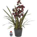 Orquídea Cymbidium Guinda