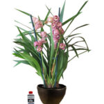 Orquídea Cymbidium Rosada