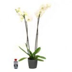 Orquídea Base Negra