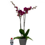 Orquídea Phalaenopsis Guinda