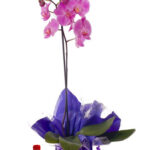 Planta de Orquídea Morada