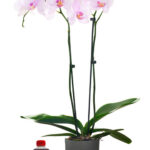 Planta de Orquídea Rosada