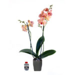 Planta de Orquídea Melon