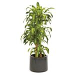 Planta Dracenia Verde Limón