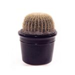 Planta Cactus Asiento de Suegra
