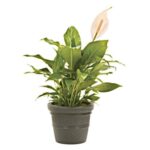 Planta Spathiphylluym