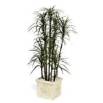 Planta Dracenia