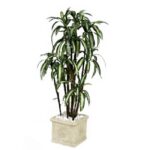 Planta Dracenia Blanca y Verde