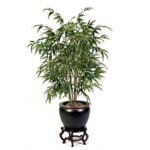 Planta Palmera Bambú