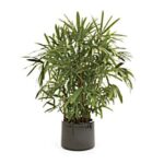 Planta Palmera Rafis