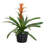 Planta Bromelia