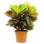 Planta Croton