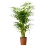 Planta Palmera Hawaiana