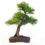 Bonsai Thuja