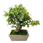 Bonsai Pyracanto