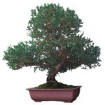 Bonsai Junipero
