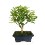 Bonsai Operculicarya
