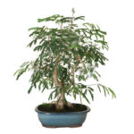 Bonsai Acacia
