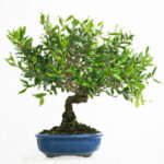 Bonsai Mirto