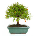 Bonsai Granado