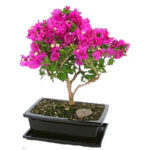 Bonsai Bugambilia