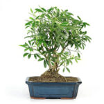 Bonsai Schefflera