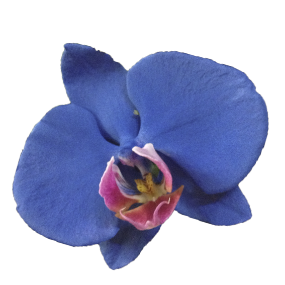 Orquídea Azul – Floreria San Isidro ® | Florerias en Lima, Enviar Flores  Perú, Florerias