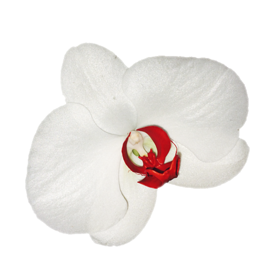 Orquídea Blanca centro Rojo – Floreria San Isidro ® | Florerias en Lima,  Enviar Flores Perú, Florerias
