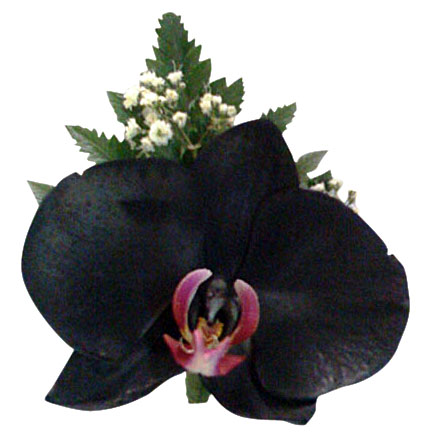 Orquídea Negra – Floreria San Isidro ® | Florerias en Lima, Enviar Flores  Perú, Florerias
