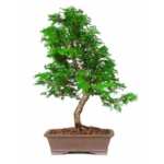Bonsai Cypress Limon