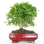 Bonsai Carmona