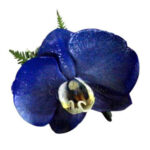 Orquídea Azul con Plateado