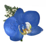 Orquídea Azul