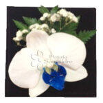 Orquídea Blanca centro Azul