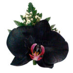 Orquídea Negra