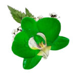 Orquídea Verde