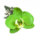 Orquídea Verde Limon