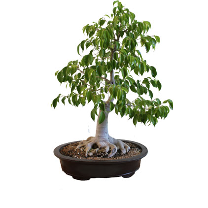 Bonsai Ficus Benjamina – Floreria San Isidro ® | Florerias en Lima, Enviar  Flores Perú, Florerias