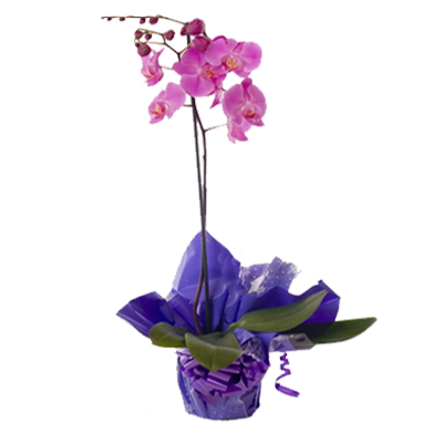 imagen-plantas-orquideas-cat-floreria-san-isidro