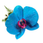 Orquidea Turquesa