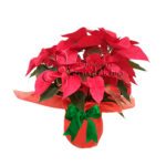 Planta Poinsettia